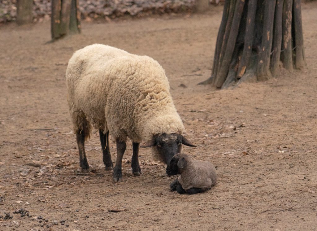 Tsigai lambs