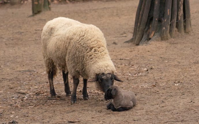 Tsigai lambs