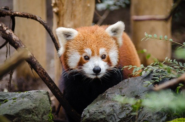 red-panda-day-Hungary-Debrecen-Zoo